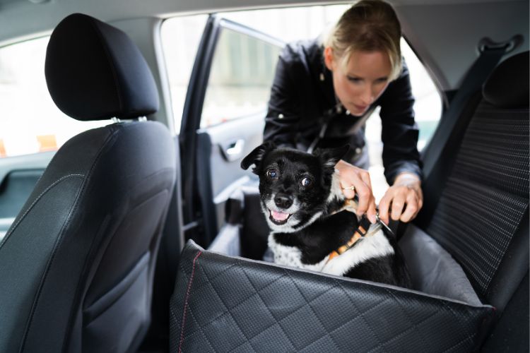 Dog being placed in a car