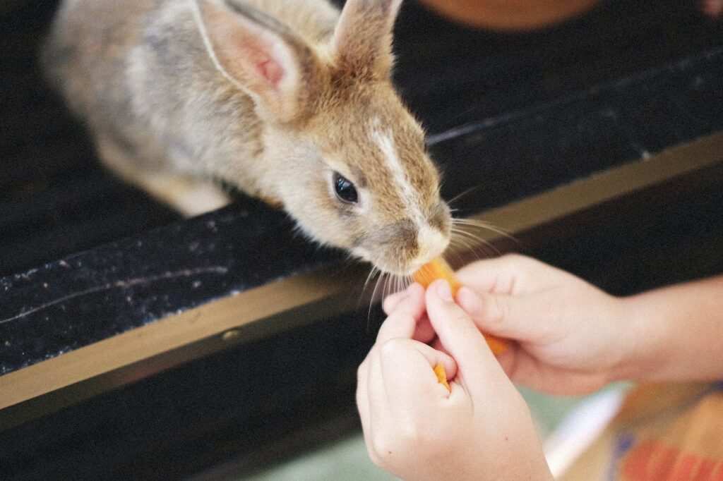 bunny being fed