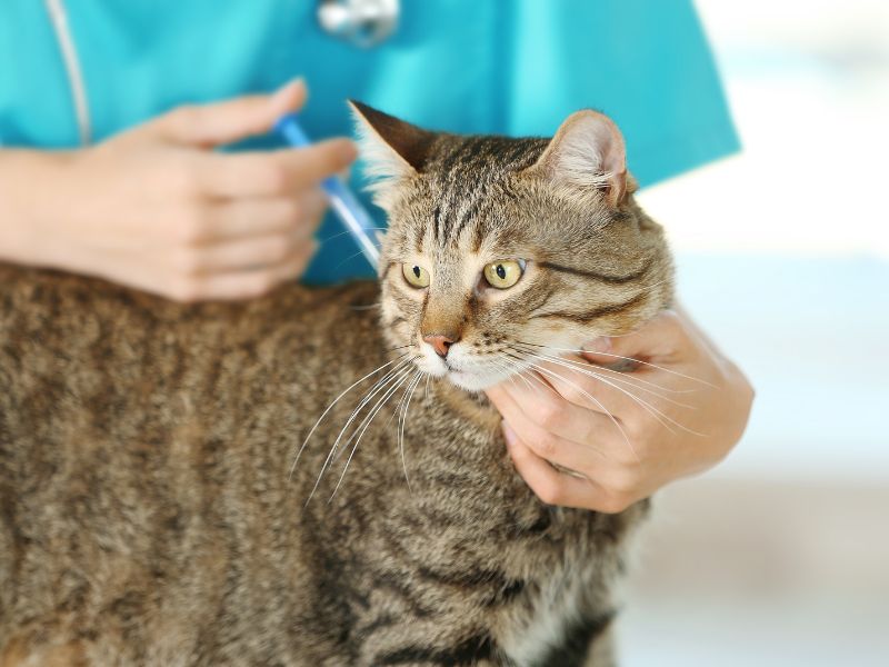 Cat getting vaccinated by veterinarian