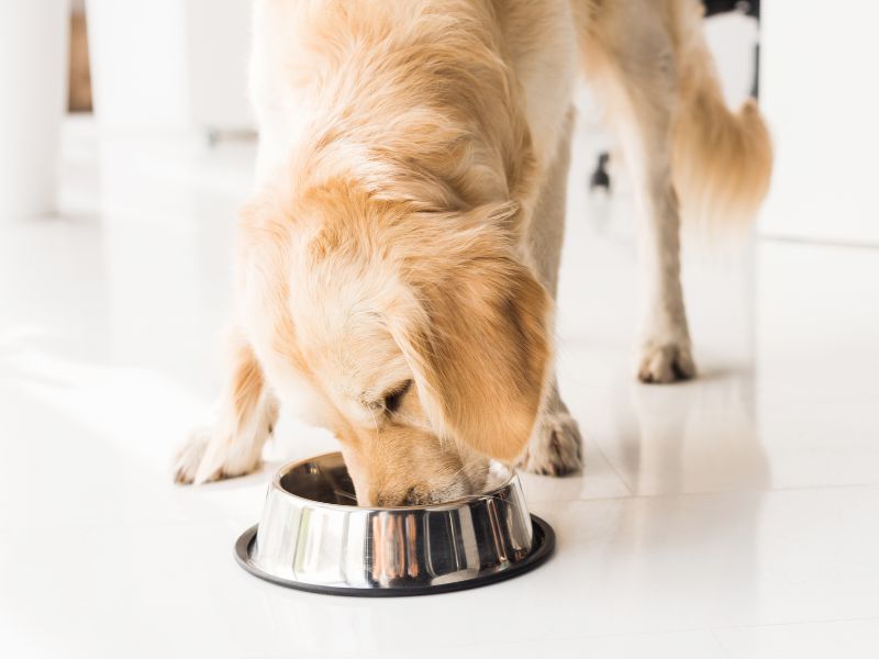 dog eating out of a food bowl