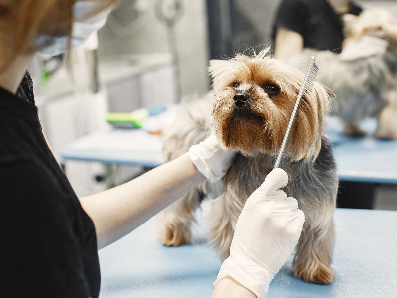 dog being brushed