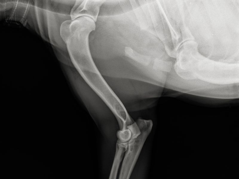 x-ray of a dog's chest and leg