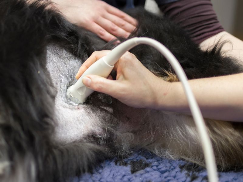 dog getting ultrasound