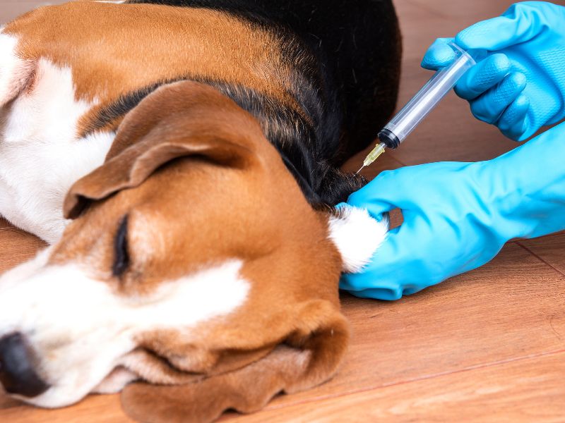 dog getting vaccinated by veterinarian