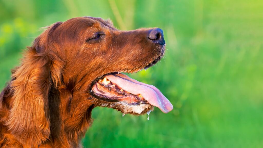 dog panting