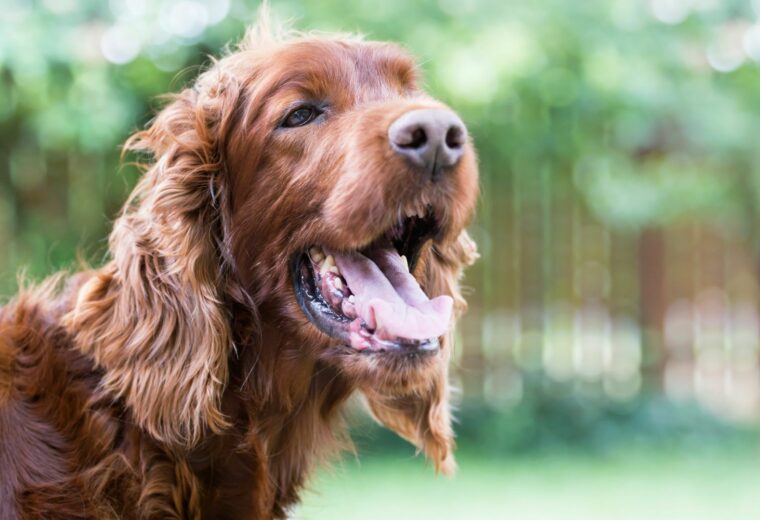 dog panting with heatstroke