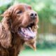 dog panting with heatstroke
